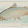Whitefish.