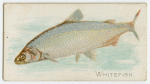 Whitefish.