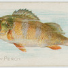 Yellow perch.