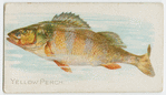 Yellow perch.