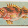 Banded sea perch.