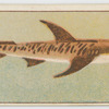 Tiger shark.