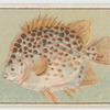 Spotted butter fish.