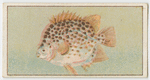 Spotted butter fish.