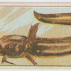 Estuary catfish.