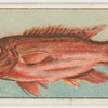 Crimson groper.