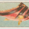 Banded morwong or magpie perch.