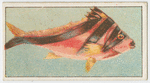 Banded morwong or magpie perch.