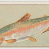 Rainbow trout.