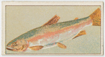 Rainbow trout.