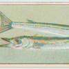 Garfish.