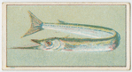 Garfish.