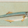 This fish is known in New South Wales as long-finned pike, ...