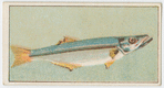 This fish is known in New South Wales as long-finned pike, ...