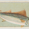 Horse mackerel.