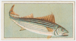Horse mackerel.