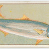 Kingfish.