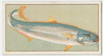 Kingfish.