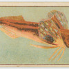 Kumu gurnard.