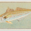 Sand whiting.