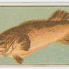 Murray cod.