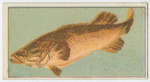 Murray cod.