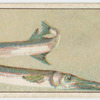 Long-tom.