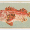 Red rock cod.