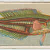 A parrot fish.