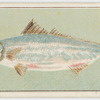 Salmon.