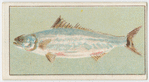 Salmon.