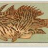 Striped angler fish.