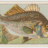 Estuary perch.