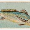 This fish is known as jewfish in New South Wales, ... - NYPL Digital ...