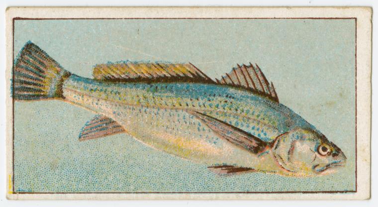 This fish is known as jewfish in New South Wales, ... - NYPL Digital ...