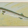 Barracouta.