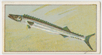 Barracouta.
