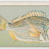 Black bream.