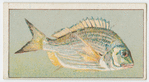 Black bream.
