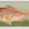 Snapper (schnapper).