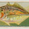 Fish of Australasia.