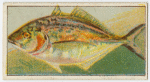 Fish of Australasia.