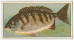 Fish of Australasia.