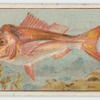 "Old man" snapper (schnapper).