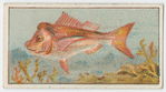 "Old man" snapper (schnapper).