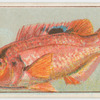 Spotted pigfish.