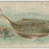 Flounder.