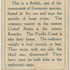 Flounder.
