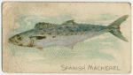 Spanish mackerel.
