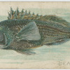Seabass.